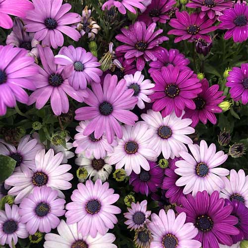Mixed Daisy Osteospermum Flower Seeds – Heirloom, Non-GMO, High Germination Seeds