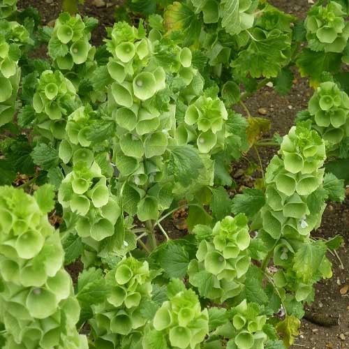 Green Moluccella Laevis Ornamental Plant Seeds – Heirloom Non-GMO High Germination Seeds for Planting