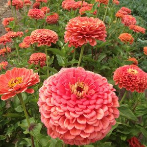 peach giant flower seeds