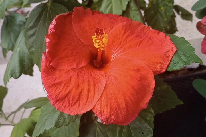 Semillas de flor de hibisco rojo perenne – Cimarrón, sin OMG, semillas de alta germinación