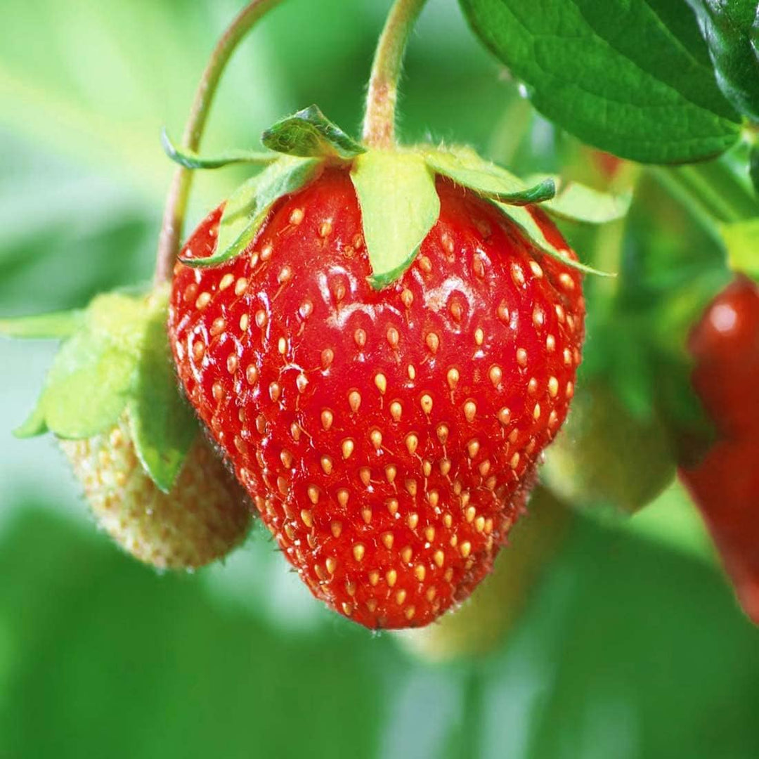 giant strawberry flower seeds