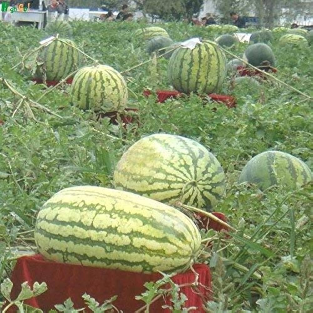 giant watermelon flower seeds