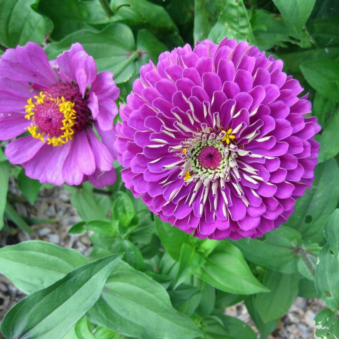 Giant Purple Zinnia Flower Seeds Heirloom Non-GMO High Germination Organic Garden Seeds for Planting