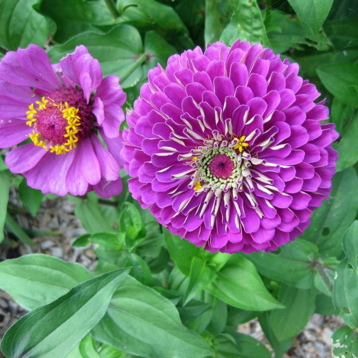 Giant Purple Zinnia Flower Seeds Heirloom Non-GMO High Germination Organic Garden Seeds for Planting