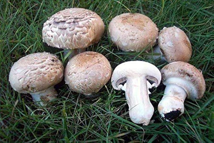 giardino champignon flower seeds