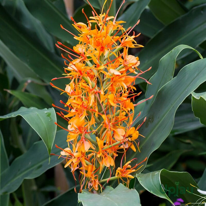 Orange Hedychium Flower Seeds – Heirloom, Non-GMO, High Germination Seeds