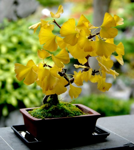 Organic Ginkgo herb seeds