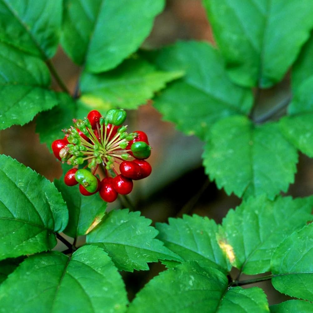 Panax Ginseng herb seeds