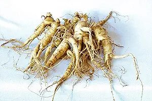 ginseng panax flower seeds
