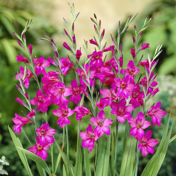 Semillas de flores de gladiolo rosado – Herencia, no transgénicas, semillas de jardín orgánicas de alta germinación para plantar