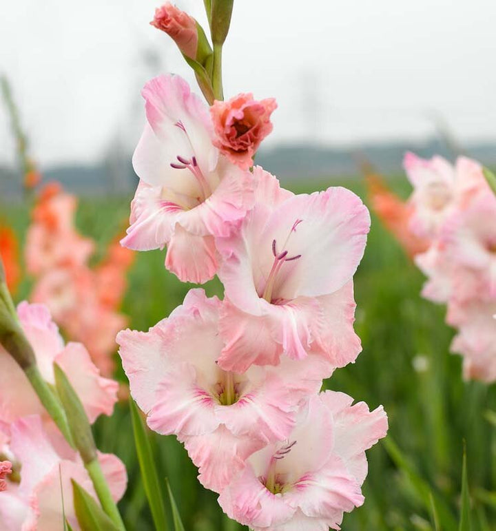 Semillas de flores de gladiolo rosado – Herencia, no transgénicas, semillas orgánicas de alta germinación para sembrar