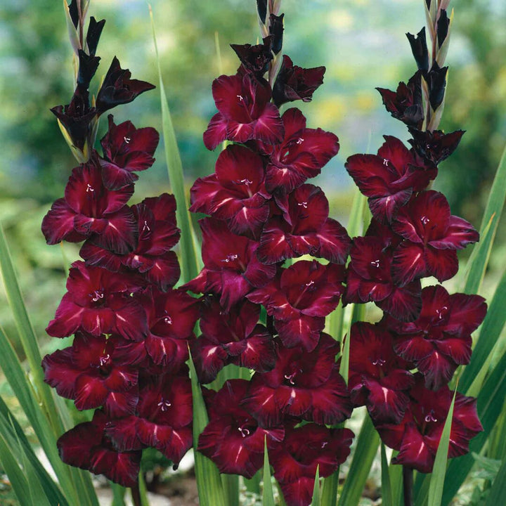 Maroon Gladiolus Flower Seeds – Heirloom, Non-GMO, High Germination Seeds