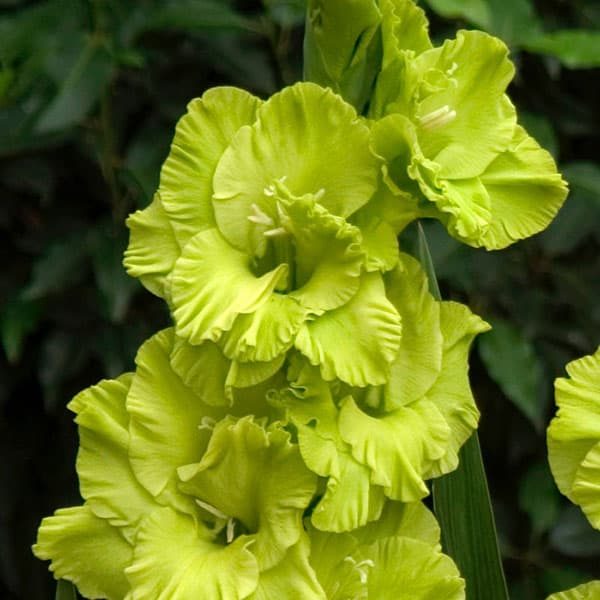 Gladiolus Flower Seedspcs Green – Heirloom, Non-GMO, High Germination Organic Garden Seeds for Planting