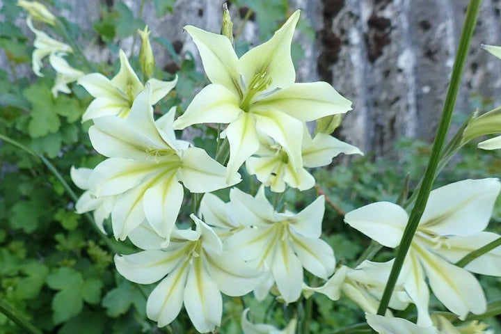 Gladiolus Tristis Flower Seeds – Heirloom, Non-GMO, High Germination Organic Garden Seeds for Planting