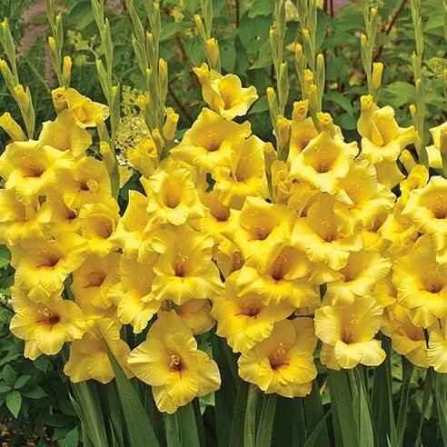Yellow Gladiolus Flower Seeds – Heirloom, Non-GMO, High Germination Seeds