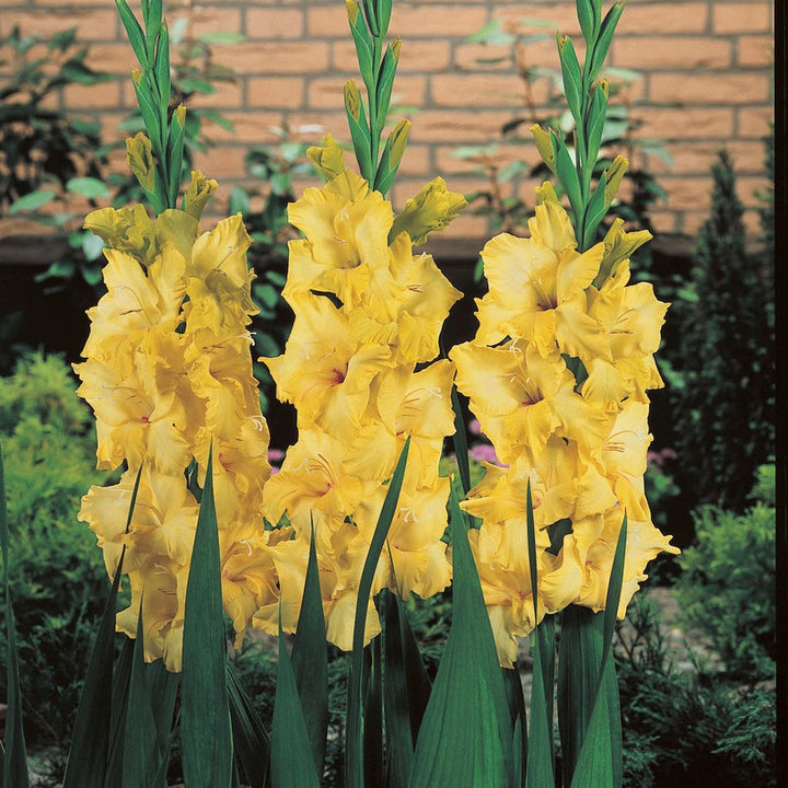 Yellow Gladiolus Flower Seeds – Heirloom, Non-GMO, High Germination Seeds