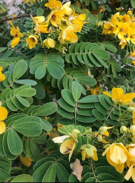 Yellow Calliandra Flower Seeds – Heirloom, Non-GMO, High Germination Organic Garden Seeds