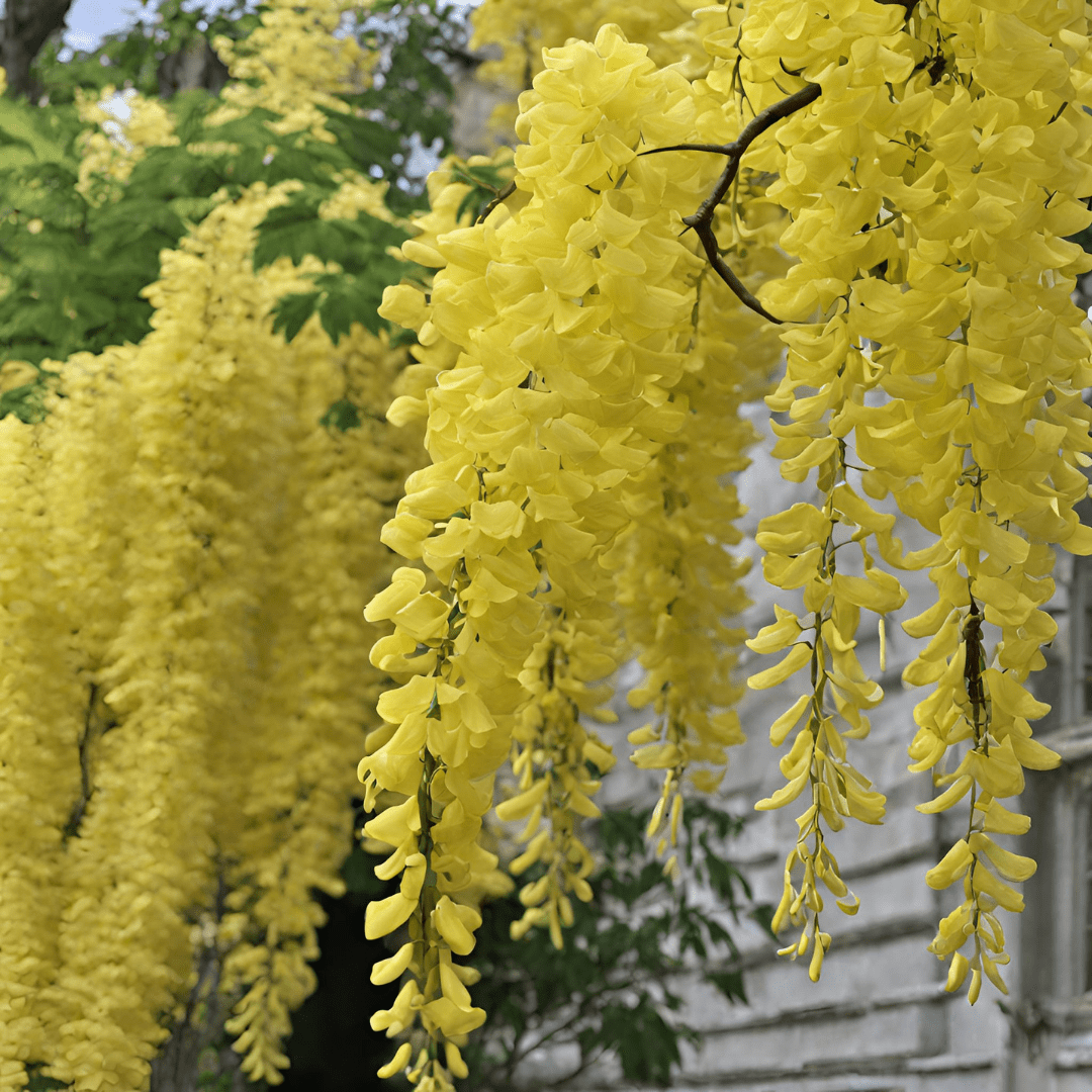 glicine flower flower seeds