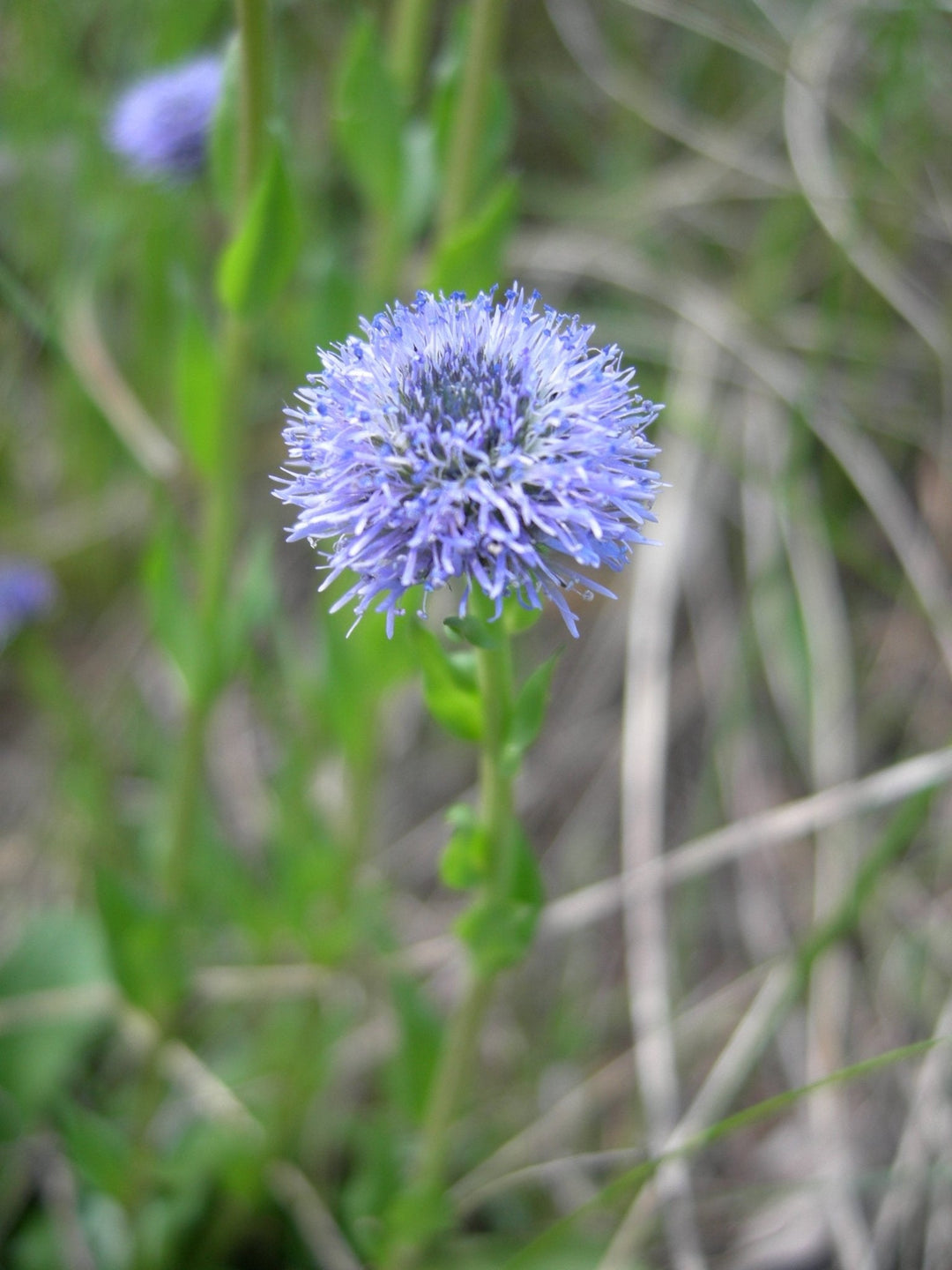 globularia nudicaulis flower seeds