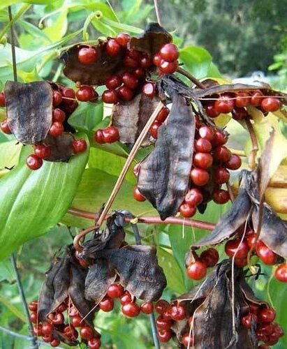 Gloriosa Superba Flower Seeds – Heirloom, Non-GMO, High Germination Organic Garden Seeds for Planting