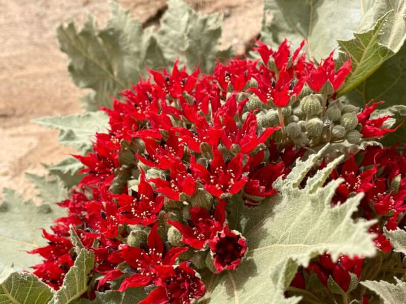 Glossostemon Bruguieri herb seeds