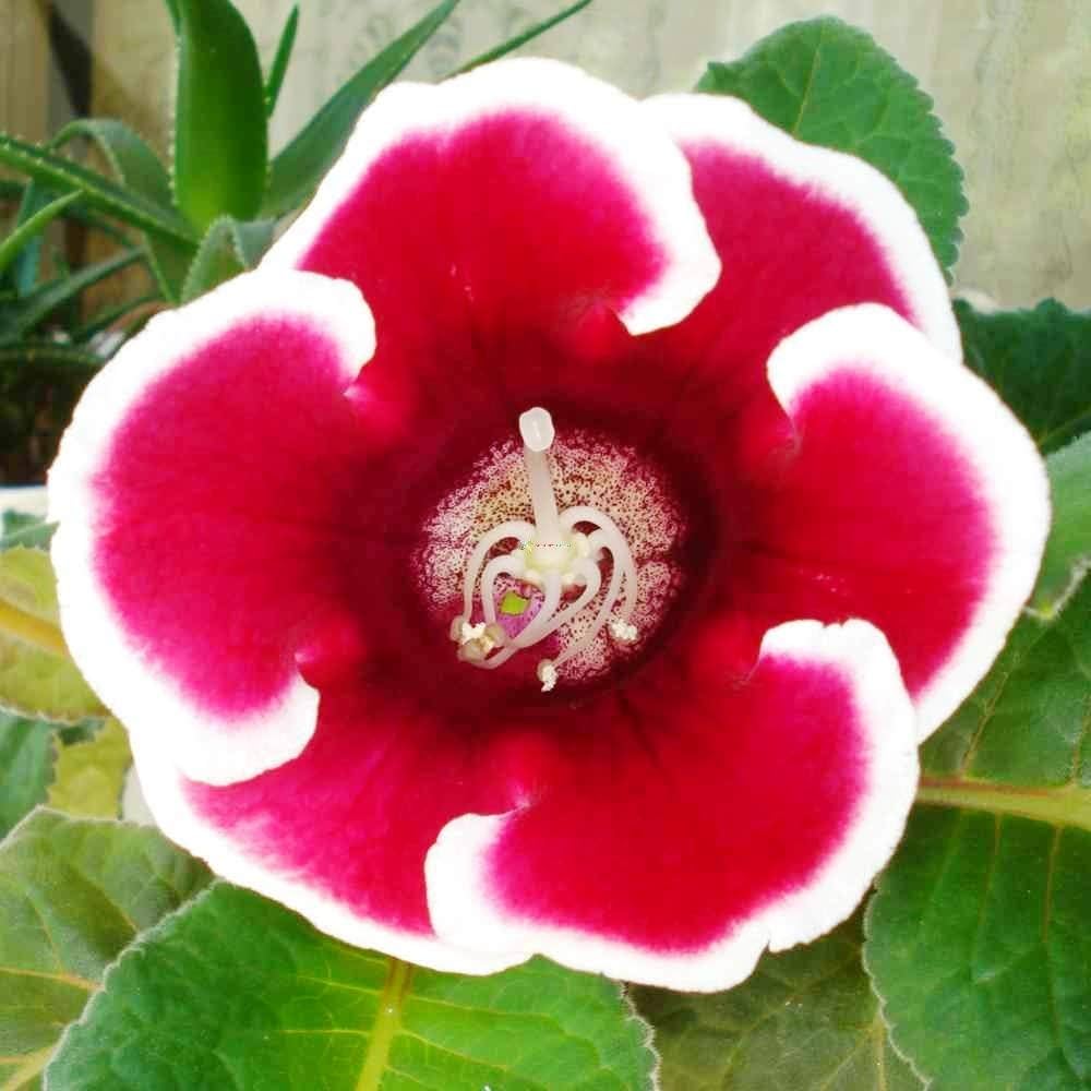 gloxinia avanti flower seeds
