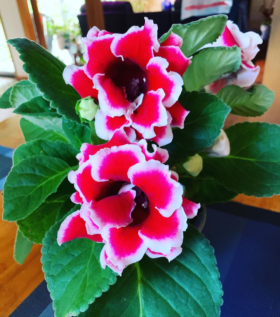 Red White Gloxinia Flower Seeds for Planting – Heirloom Non-GMO High Germination Organic Garden Seeds