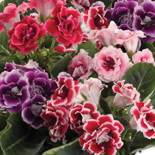 gloxinia double flower seeds