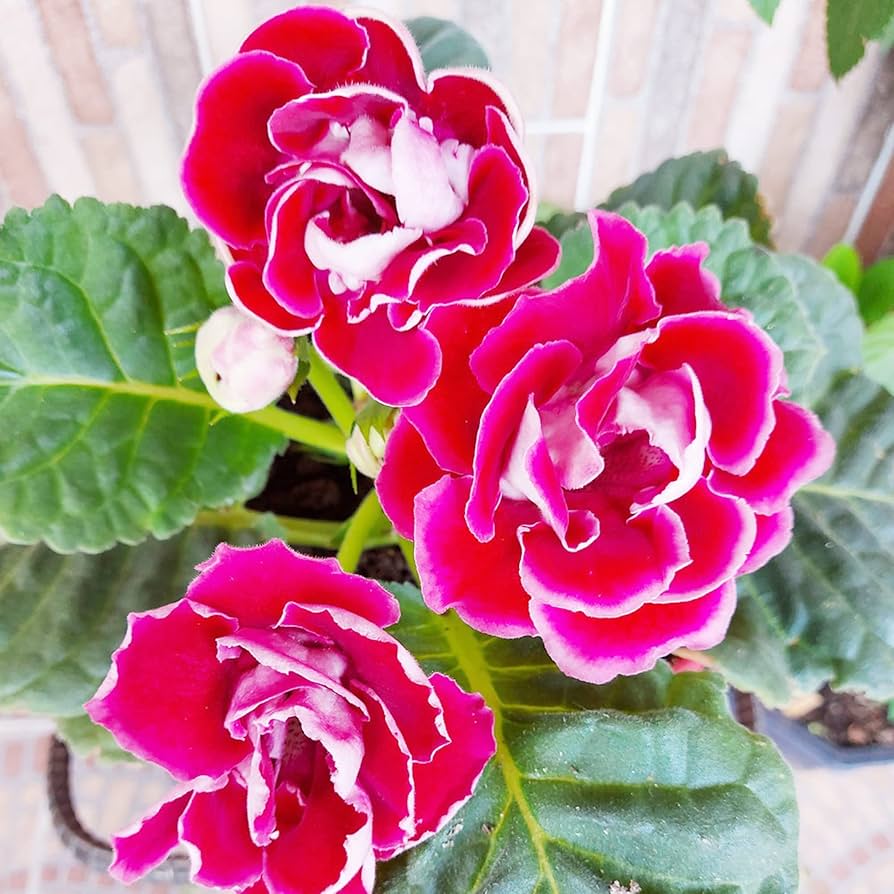 gloxinia flower flower seeds