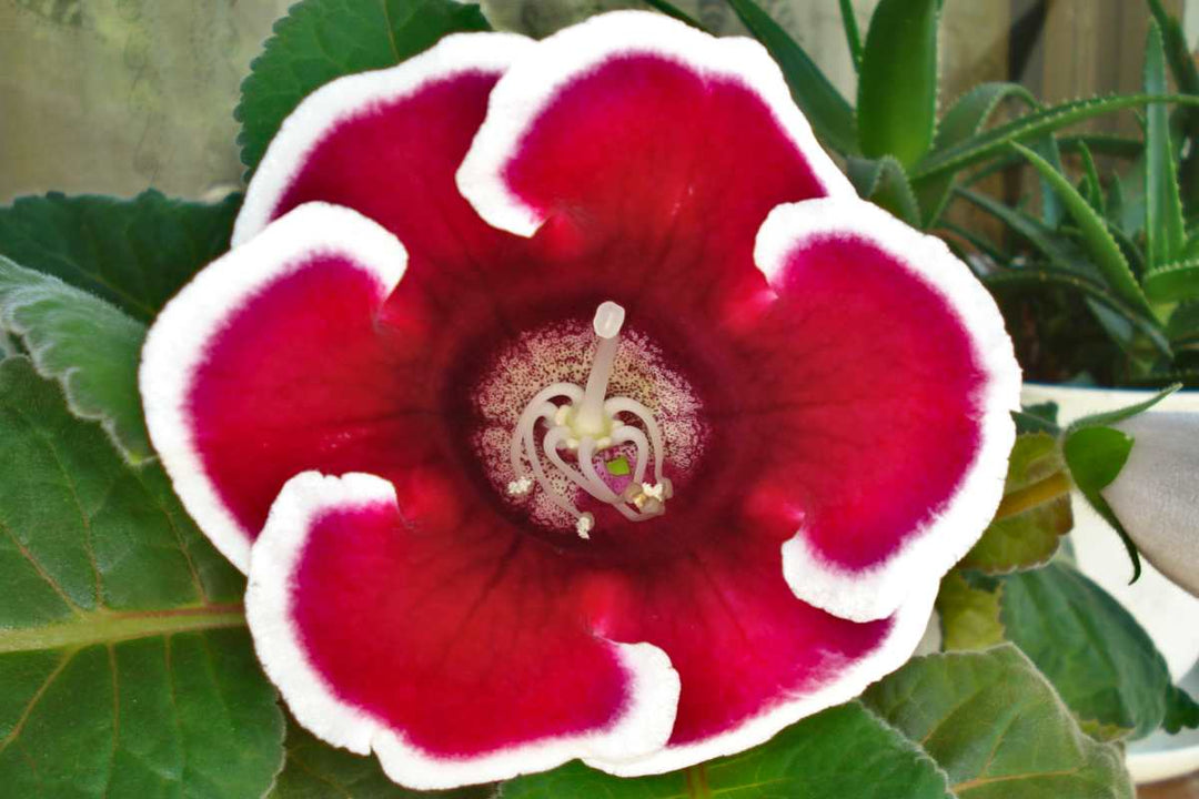 Red White Gloxinia Flower Seeds for Planting – Heirloom Non-GMO High Germination Organic Garden Seeds