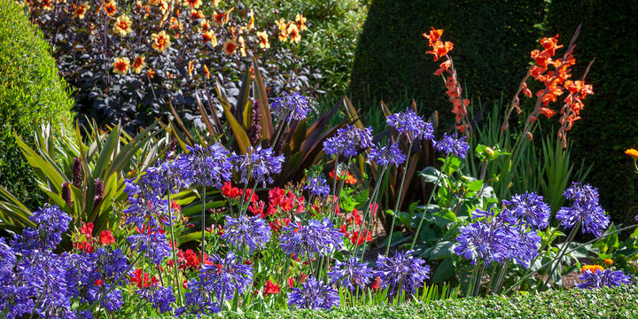 Crocosmia Flower Seeds Mixed – Heirloom, Non-GMO, High Germination Seeds