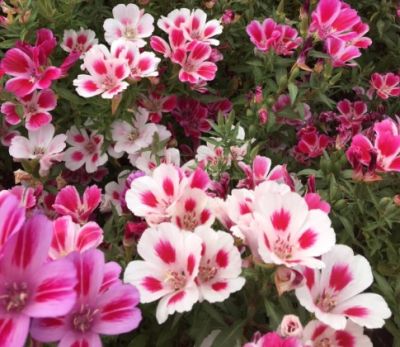 godetiacoastalimportedheirloomnongmohighgerminationorganicgarden flower seeds