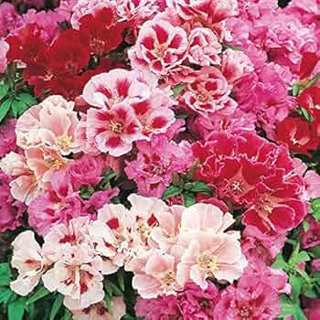 godetia dwarf flower seeds