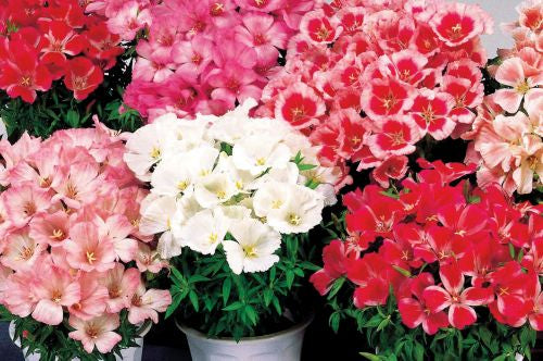 godetiasatinimportedheirloomnongmohighgerminationorganicgarden flower seeds