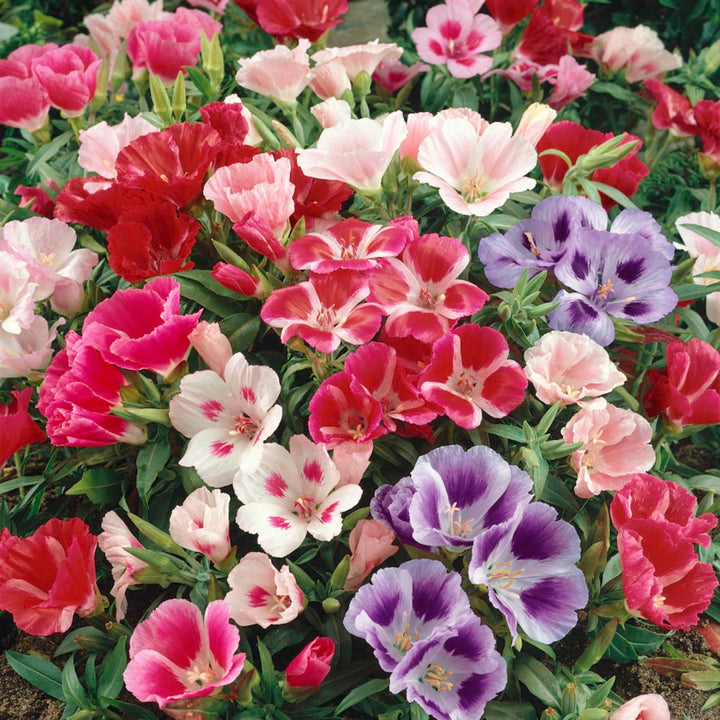 Mixed Clarkia Flower Seeds – Heirloom, Non-GMO, High Germination Organic Garden Seeds