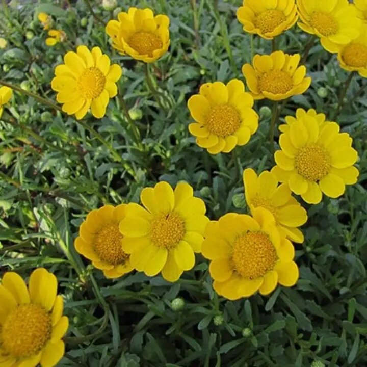Daisy Flower Seeds Yellow – Heirloom Non-GMO High Germination Organic Garden Seeds