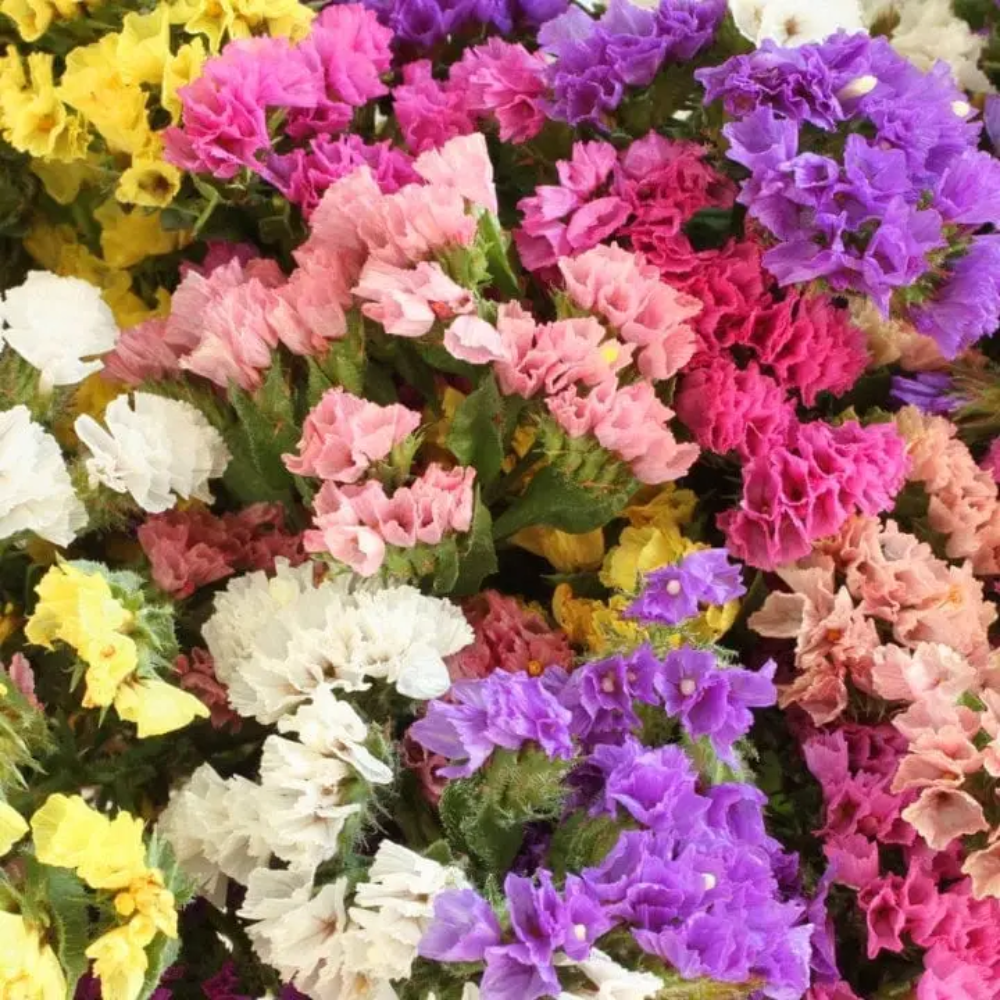 limonium statice flower seeds