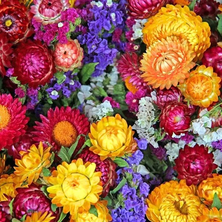 Mixed Xerochrysum Flower Seeds – Heirloom, Non-GMO, High Germination Seeds