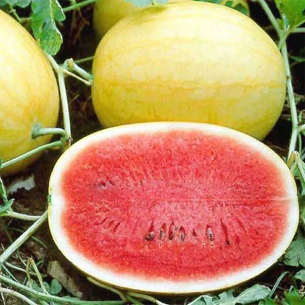 golden pioneer flower seeds
