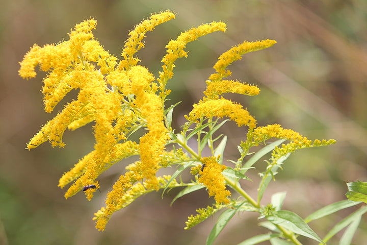 Astilbe Flower Seeds Yellow for Planting – Heirloom Non-GMO High Germination Organic Seeds