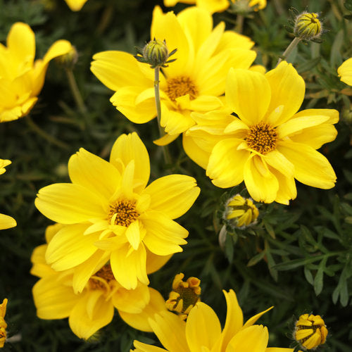 Yellow Bidens Flower Seeds for Planting – Heirloom Non-GMO High Germination Organic Garden Seeds