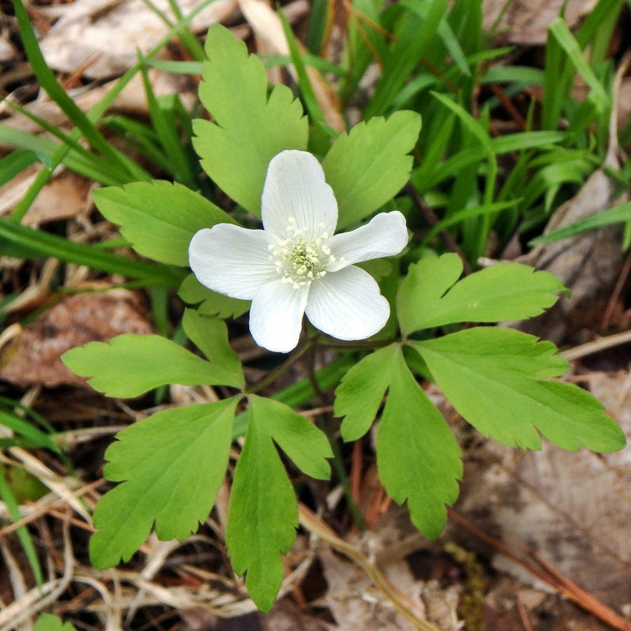 Goldthread Mother herb seeds