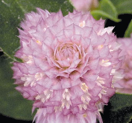 gomphrenabuddyroseglobeamaranthimportedheirloomnongmohighgerminationorganicgarden flower seeds