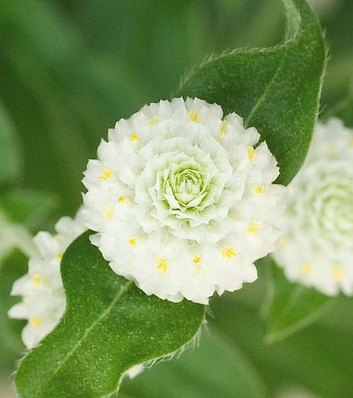 gomphrenabuddywhiteglobeamaranthimportedheirloomnongmohighgerminationorganicgarden flower seeds