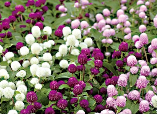 gomphrenalasvegasimportedheirloomnongmohighgerminationorganicgarden flower seeds