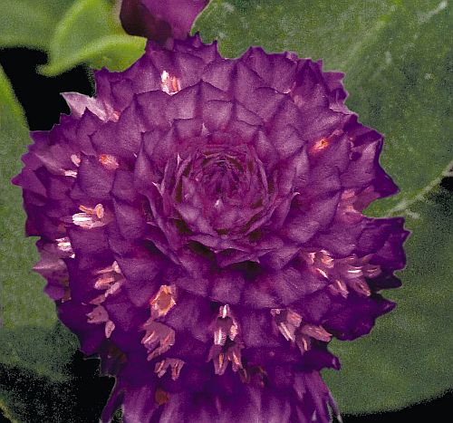 gomphrenabuddypurpleglobeamaranthimportedheirloomnongmohighgerminationorganicgarden flower seeds