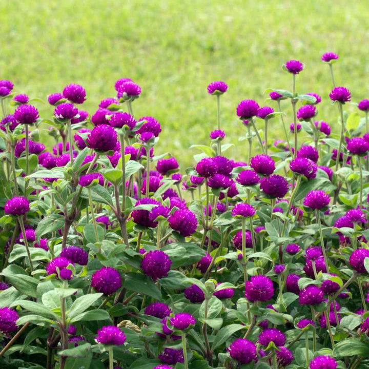 Gomphrena Flower Seeds – Heirloom, Non-GMO, High Germination Seeds