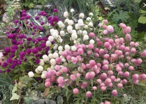 gomphrenabuddyglobeamaranthimportedheirloomnongmohighgerminationorganicgarden flower seeds