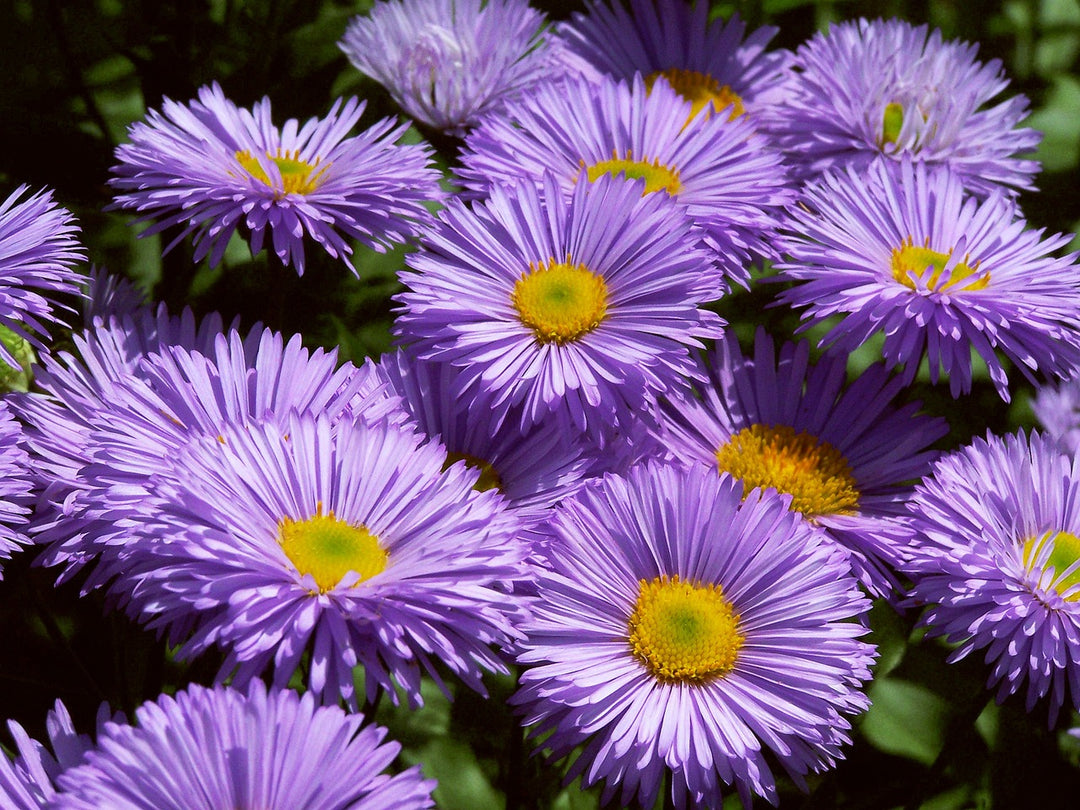 Lila Erigeron Karvinskianus Samen – Samenechte, gentechnikfreie Samen