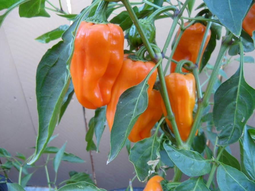 gourmet petit flower seeds